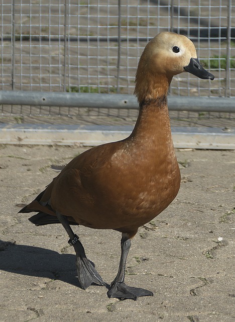 一样